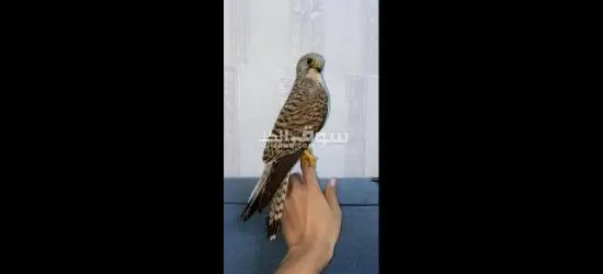 للبيع شراييص