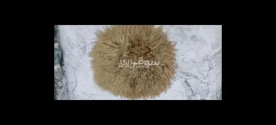 ا****سوارات تصوير حديثي الولادة - 7