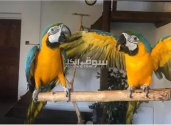 Talking Blue and Gold Macaw parrots for sale