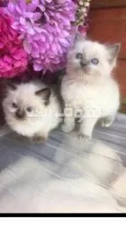 Our lovely Ragdoll kittens are still available