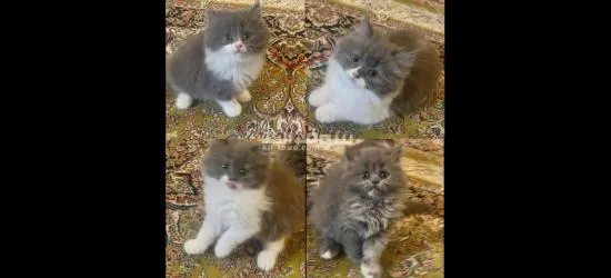 للبيع قطط كتن