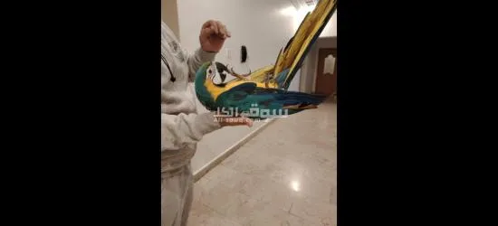 للبيع Macaw Blue And Gold