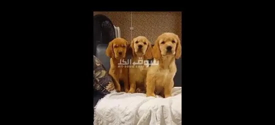 كلاب جولدن رتفيلر مستوى توب التوب - 3