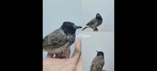 بلبول كشميري اليف مغرد للبيع